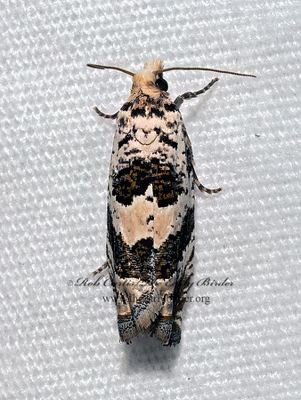 Pelochrista matutina TORTRICID MOTH 9097995z