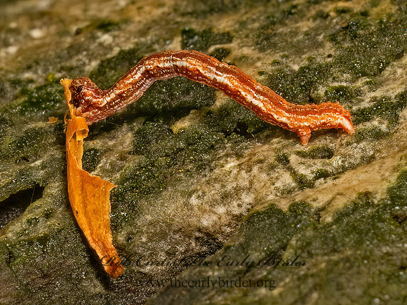 Pleuroprucha insulsaria COMMON TAN WAVE 9080172z