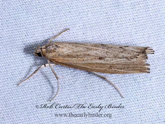 Pediasia trisecta SOD WEBWORM MOTH 9096525z