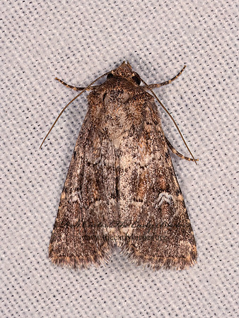 Properigea XYLENINI NOCTUID 3038153z