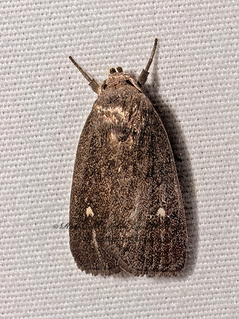 Proxenus miranda MIRANDA MOTH 9097943z