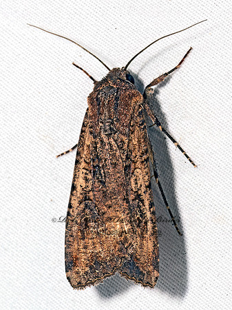 Peridroma saucia VARIEGATED CUTWORM 9098108z
