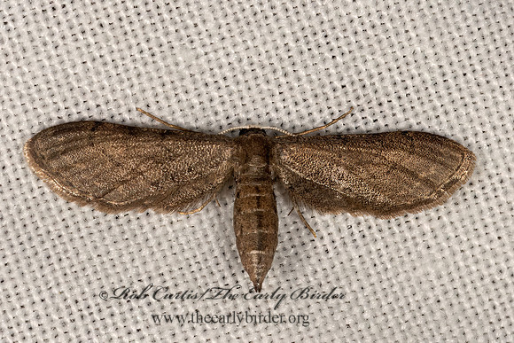 Protoproutia laredoata STERRHINI GEOMETER 3031942z