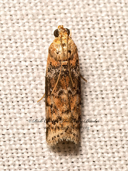 Sciota celtidella PHYTICINI PYRALID MOTH 9082474z