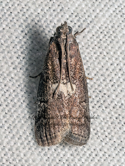Salebriaria engeli PHYCITINI PYRALID MOTH 9082319z