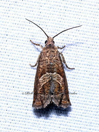 Sonia canadana CANADIAN SONJA MOTH 9096479z