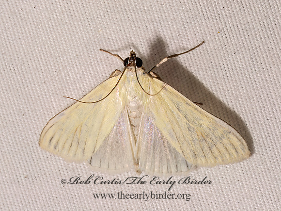 Sitochroa palealis CARROT SEED MOTH 9098109z