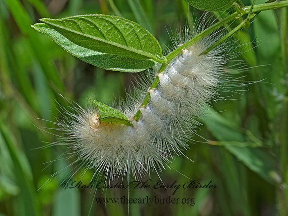 Spilosoma virginica VIRGINIA TIGER MOTH 9097135z