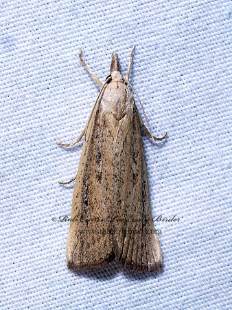 Thopeutis forbesellus GRASS VENEER MOTH 9096506z