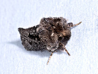 0 new lepidoptera