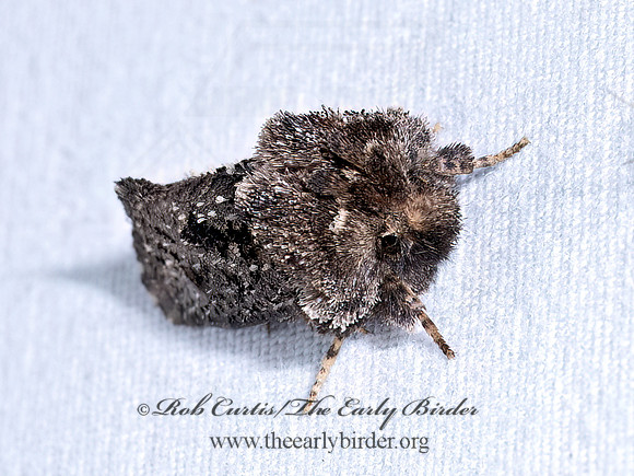 Acrolophus arcanella ARCANE TUBEWORM MOTH 9097046z