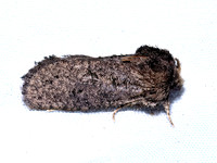 Acrolophus arcanella TUBEWORM MOTH 9096477z