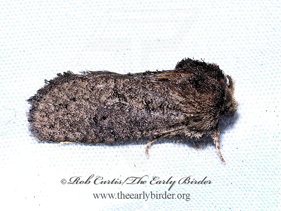 Acrolophus arcanella TUBEWORM MOTH 9096477z