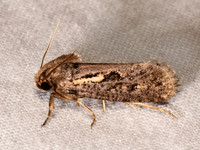 Acrolophus popeanella CLEMEN'S GRASS TUBEWORM MOTH 8039804z