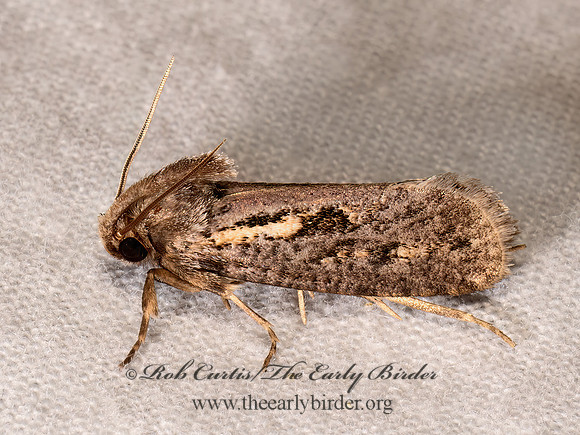 Acrolophus popeanella CLEMEN'S GRASS TUBEWORM MOTH 8039804z