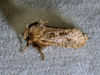 Acrolophus arcanella TUBEWORM MOTH 9096995z