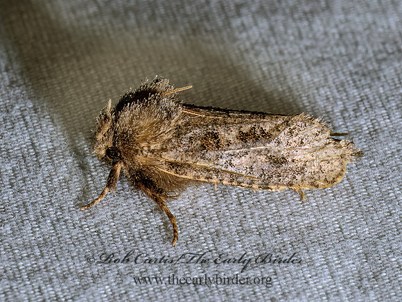 Acrolophus arcanella TUBEWORM MOTH 9096995z