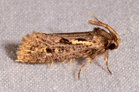 Acrolophus popeanella CLEMEN'S GRASS TUBEWORM MOTH 8039791z
