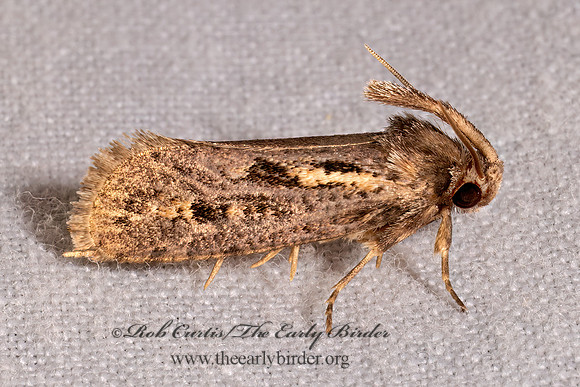 Acrolophus popeanella CLEMEN'S GRASS TUBEWORM MOTH 8039791z