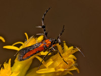 Aetole tripunctella BRILLIANT SUN MOTH 8042410z