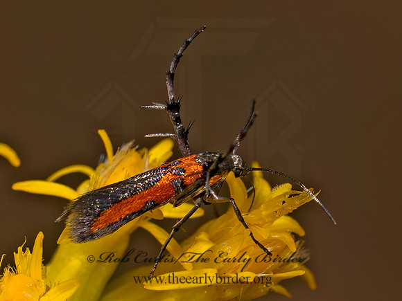 Aetole tripunctella BRILLIANT SUN MOTH 8042410z