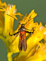 Aetole tripunctella BRILLIANT SUN MOTH 8042473z