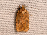 Agonopterix thelmae~ THELMA'S AGONOPTERIX MOTH 8042314z
