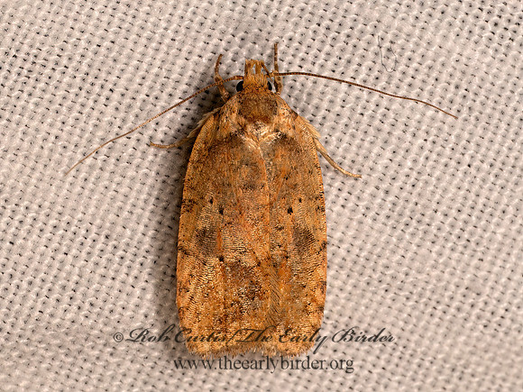 Agonopterix thelmae~ THELMA'S AGONOPTERIX MOTH 8042314z