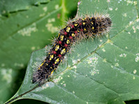 Acronicta oblinita SMEARED DAGGER MOTH 8041246z