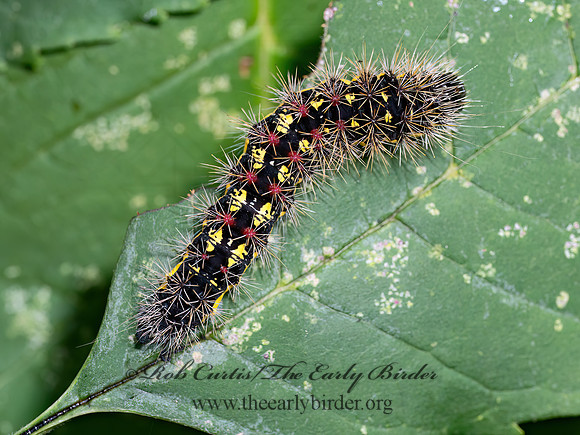 Acronicta oblinita SMEARED DAGGER MOTH 8041246z