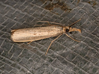 Agriphila vulgivagellus VAGABOND SOD WEBWORM MOTH 8041807z