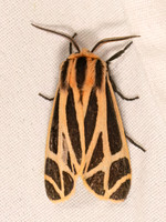 Apantesis phalerata~ HARNESSED TIGER MOTH 8041840z