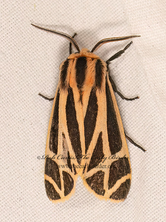 Apantesis phalerata~ HARNESSED TIGER MOTH 8041840z
