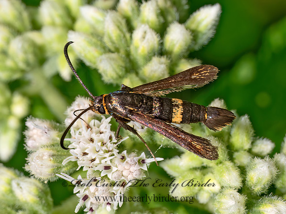 Carmenta pyralidiformis BONESET BORER MOTH 8040267z