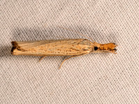 Agriphila vulgivagellus VAGABOND SOD WEBWORM MOTH 8041768z