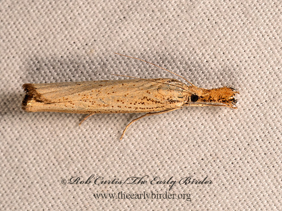 Agriphila vulgivagellus VAGABOND SOD WEBWORM MOTH 8041768z