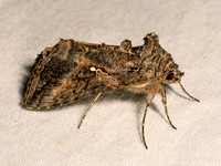 Autographa californica ALFALFA LOOPER 8041782z