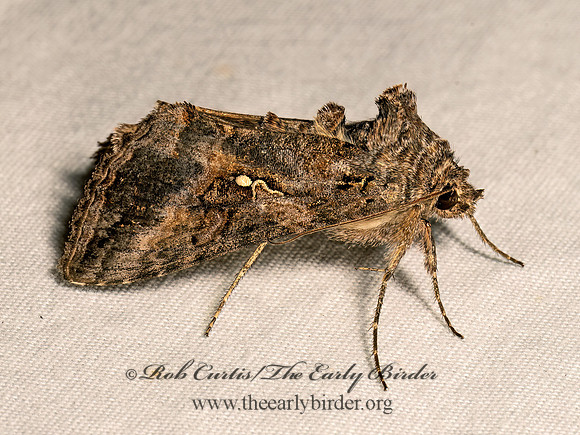 Autographa californica ALFALFA LOOPER 8041782z