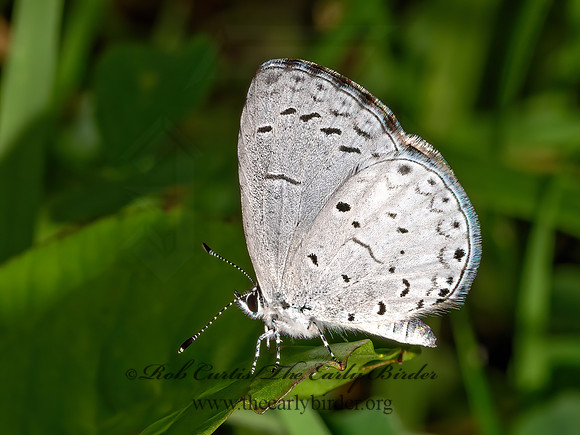 Celastrina neglecta SUMMER AZURE 9097937z