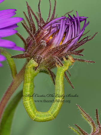 Chlorochlamys chloroleucaria BLACKBERRY LOOPER MOTH 8041621z