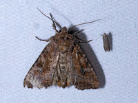 Apamea unanimis SMALL CLOUDED BRINDLE 9096538z