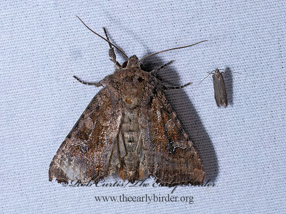 Apamea unanimis SMALL CLOUDED BRINDLE 9096538z