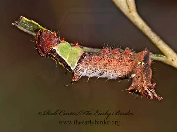 Coelodasys unicornis UNCORN PROMINENT 8042507z