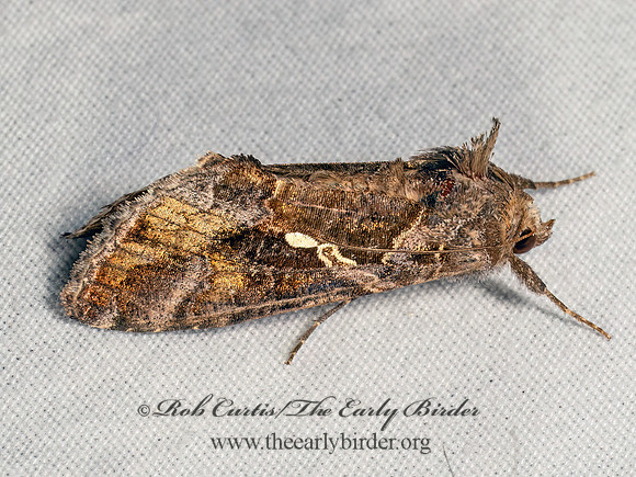 Chrysodeixis includens SOYBEAN LOOPER MOTH 8041747z