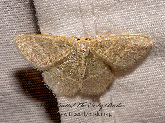 Chlorochlamys chloroleucaria BLACKBERRY LOOPER MOTH 9097941z