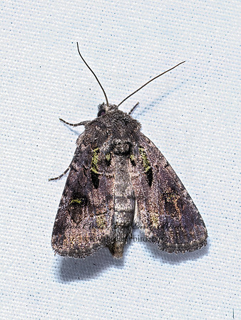 Costaconvexa centrostrigaria BENT-LINE CARPET 9096462z