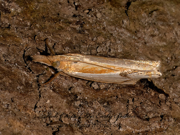 Crambus agitatellus DOUBLE-BANDED GRASS VENEER 9097742z