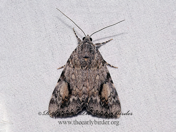 Catocala amica GIRLFRIEND UNDERWING 9097969z