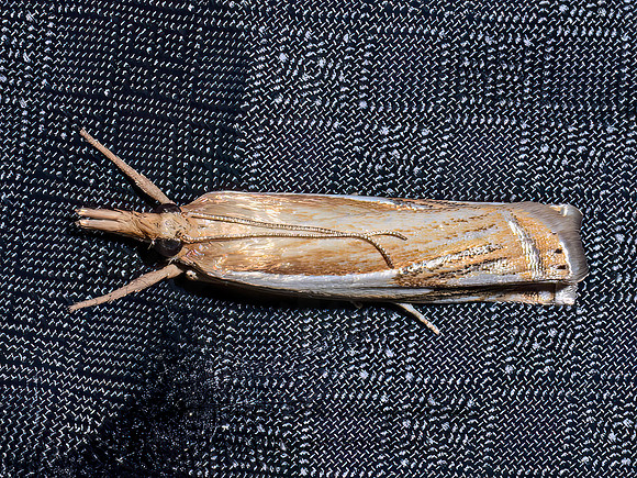 Crambus agitatellus DOUBLE-BANDED GRASS-VENEER 9097030z