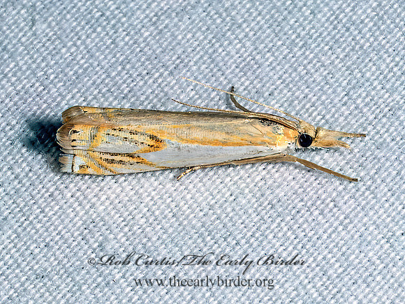 Crambus agitatellus DOUBLE-BANDED GRASS-VENEER 9097041z